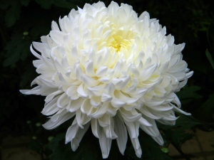 WhiteChrysanthemum